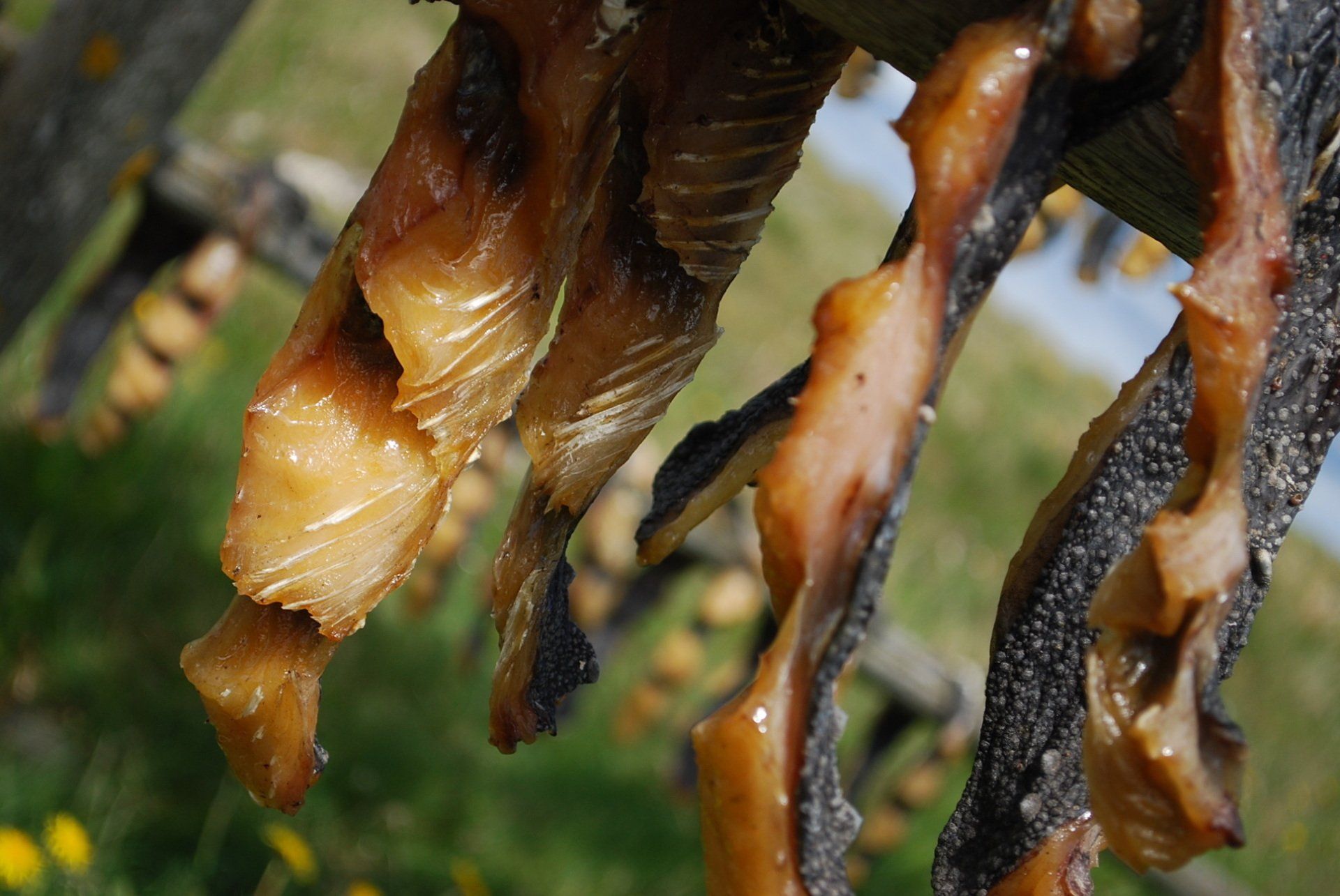 Poisson séché en Islande