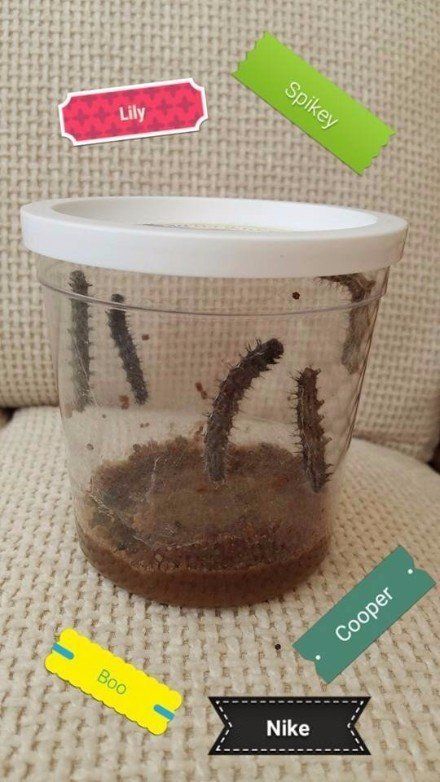 naming our caterpillars