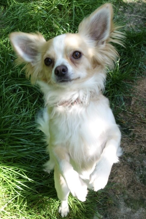 Therapiehund Fibi ist ein Wirbelwind, er freut sich fast immer und wedelt mit dem Schwanz,  sobald er seinen Namen hört... Therapie mit Therapiehund Fibi