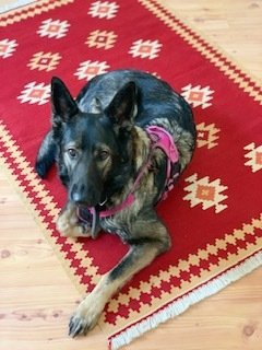 Ivy ist zunächst zurückhaltend - sie ist freundlich und eher Psychotherapie mit Hund in Herne