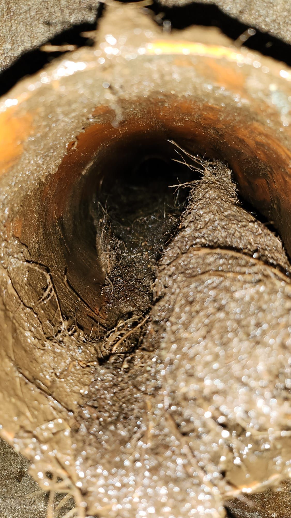 Wurzeleinwuchs Regenwasserleitung. Wurzeleinwuchs mit extrem langen Wurzelteppichen in einer alten Steinzeugleitung für Regenwasser.