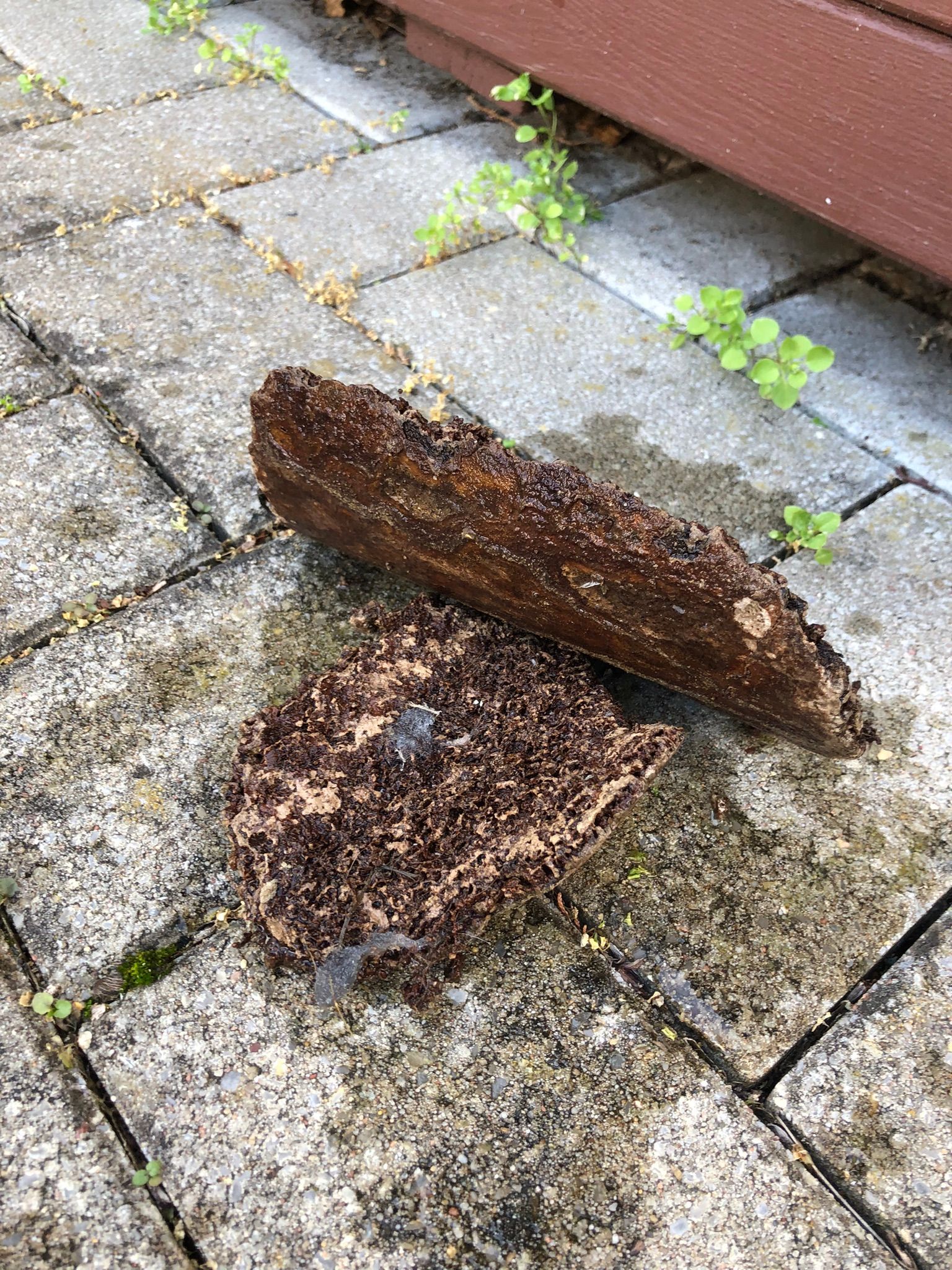 Urinsteinschollen Urinsteinschollen aus der Hauptleitung bzw. Grundleitung.