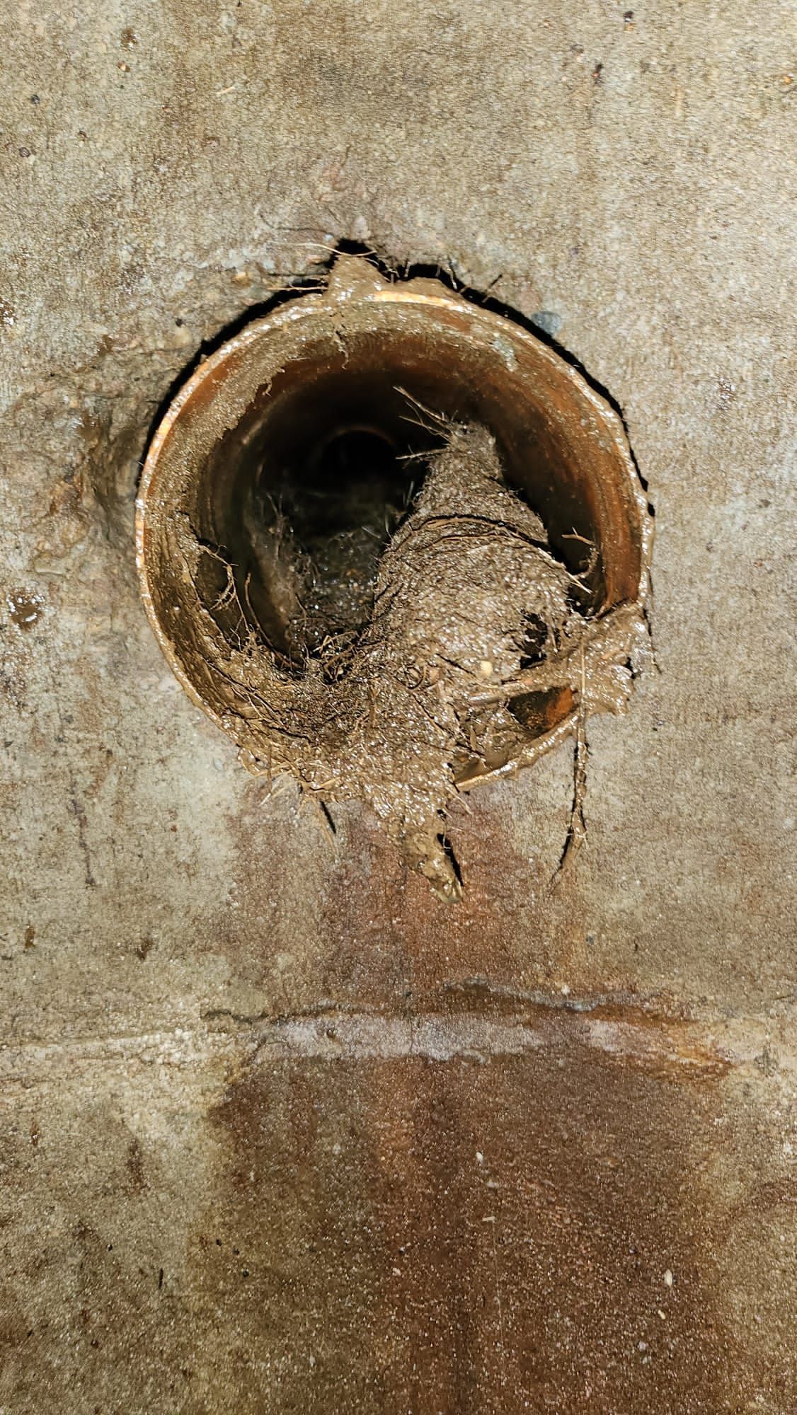 Wurzeleinwuchs im Übergabeschacht. Wurzeleinwuchs in der Grundleitung zum Übergabeschacht.