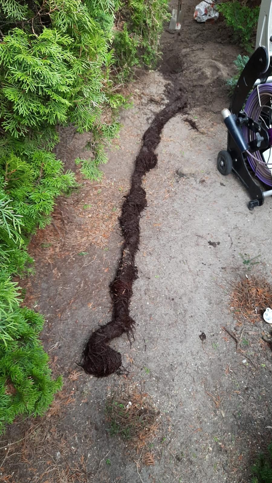 Wurzeln an der Spirale nach maschinellem Fräsen. Wurzelteppich an der Spirale nach dem Fräsen einer Regenwassergrundleitung - Rohrfrei Direkt Rohrreinigung.