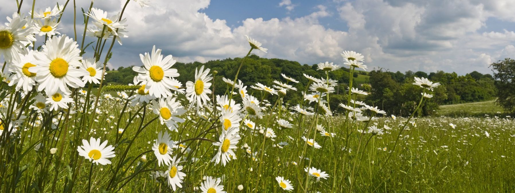 flowering daisy's promoting wellness and relaxation for mobile massage and beauty therapy in chester and the wirral