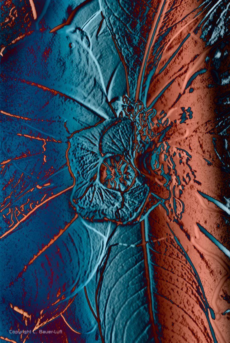 Floral-Collage exotische Blüte, Photoshoparbeit.