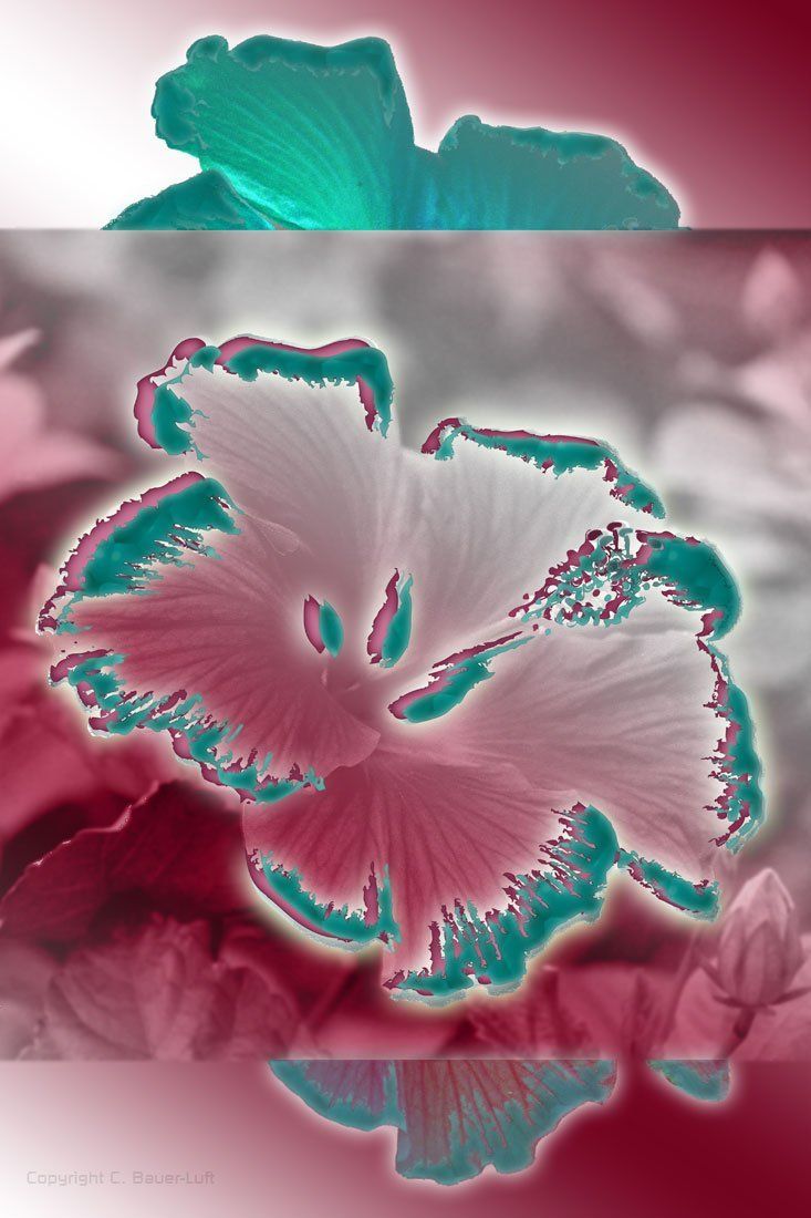 biskus, Grafik und Bildelemente. Photoshop, Illustrator.