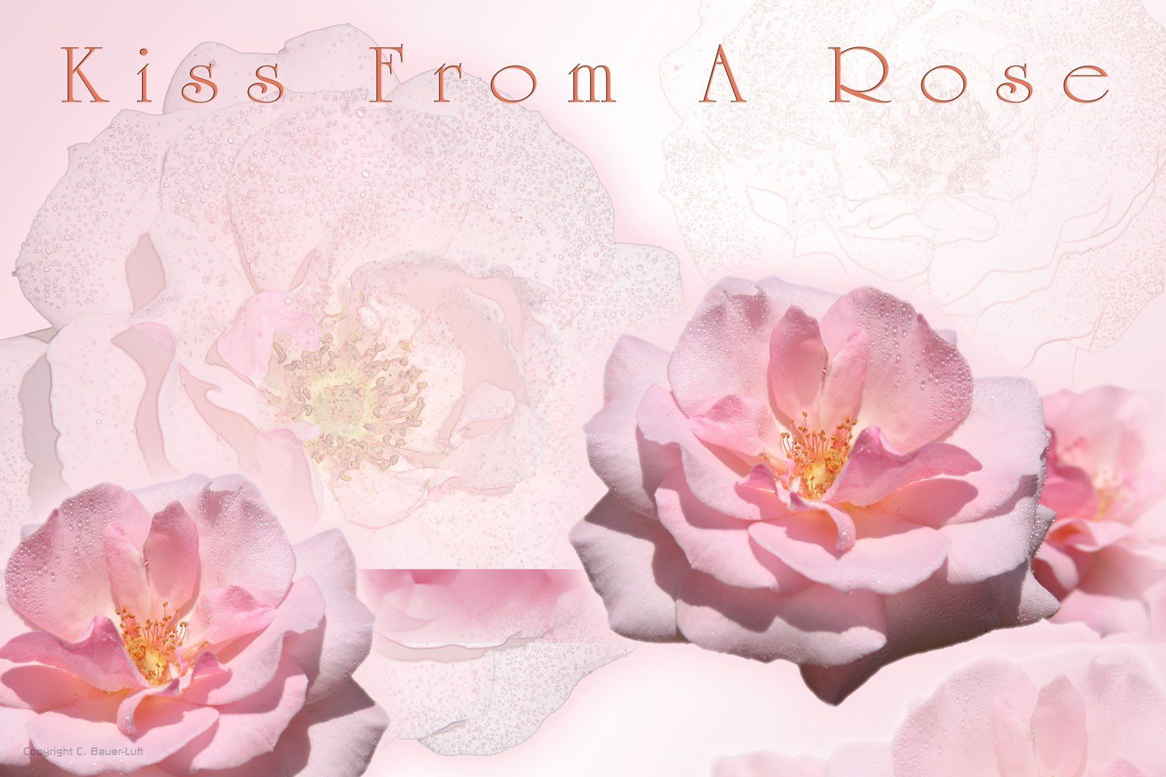 Floral-Collage Rose, Photoshoparbeit.