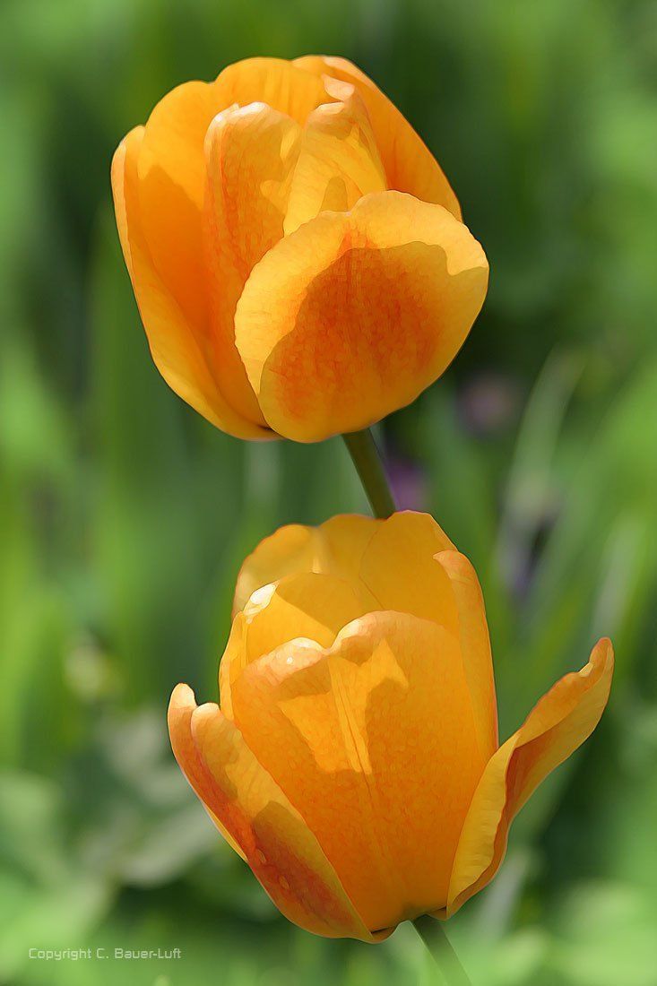 Floral-Collage gelbe Tulpen, Photoshoparbeit