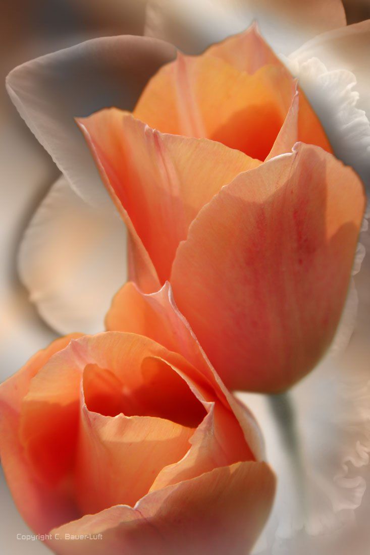 Floral-Collage Tulpen in lachs, Photoshoparbeit.