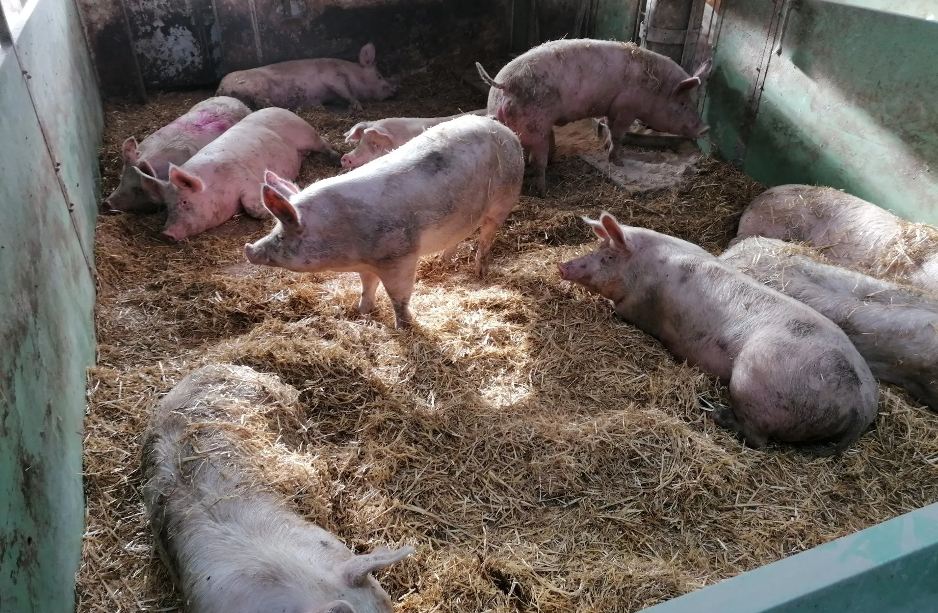Traktor beim Abpumpem von Gülle Traktor beim Abpumpem von Gülle