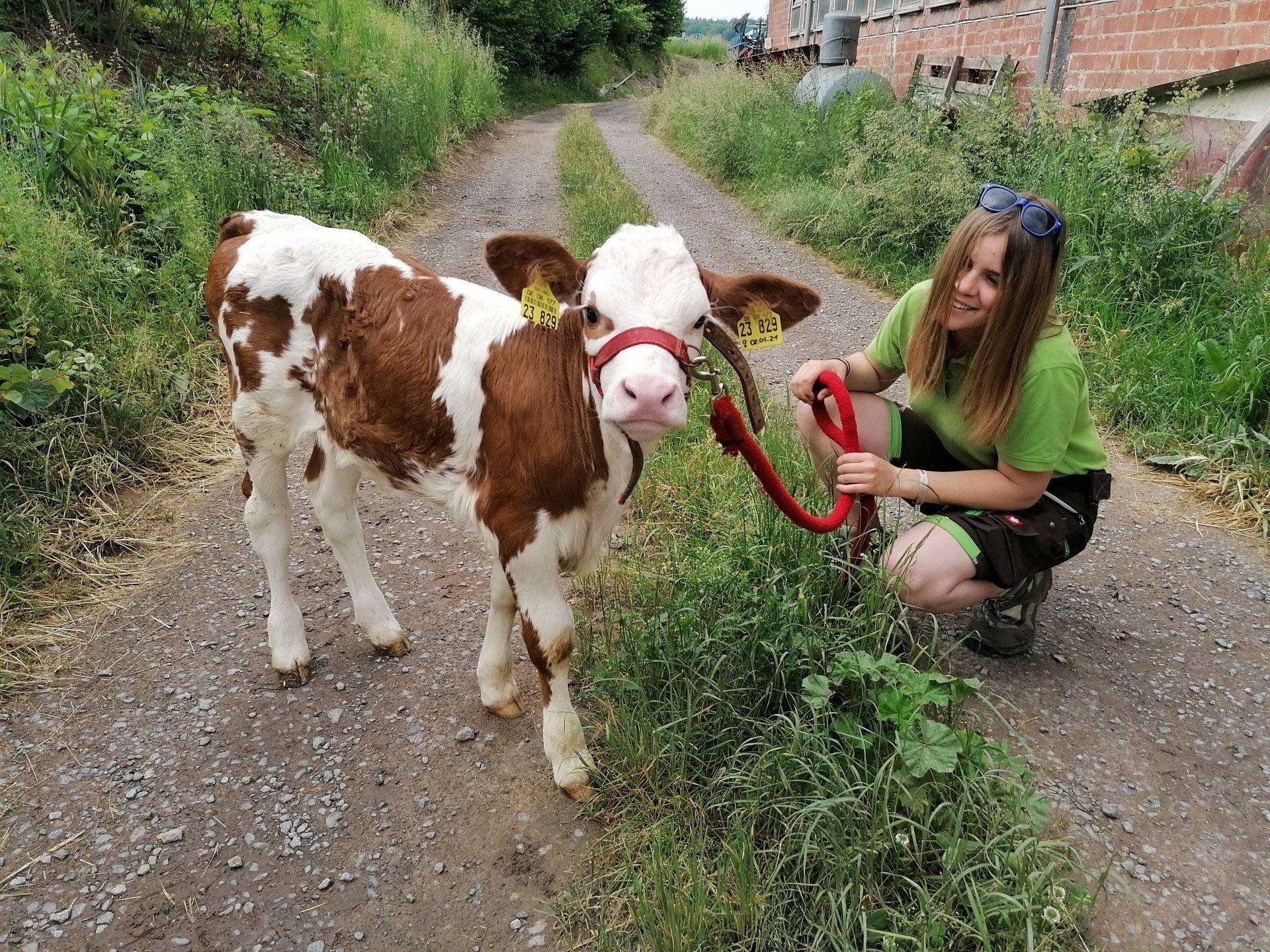 Junge Frau geht mit Kälbchen spazieren