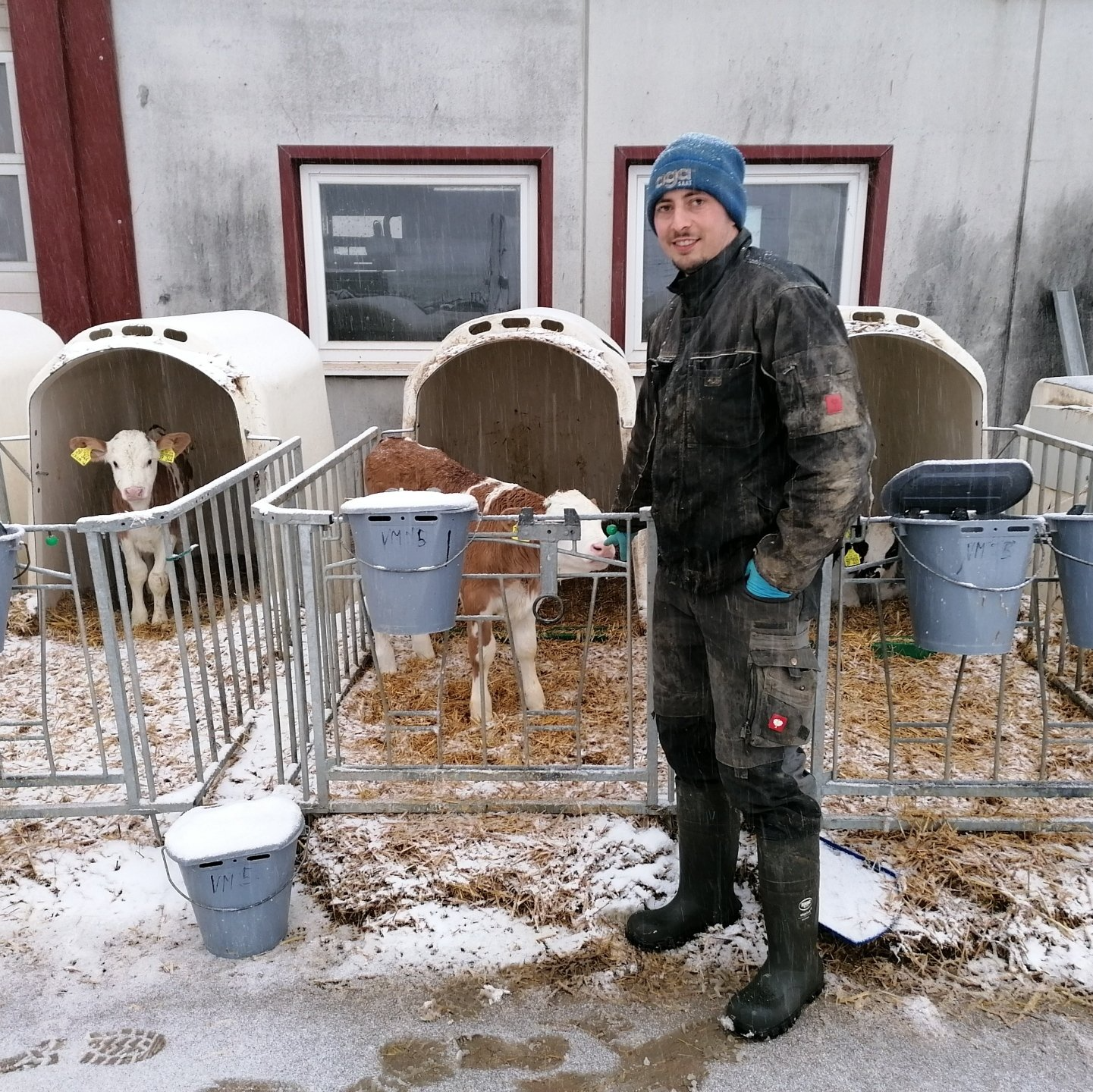 Landwirt streichelt Kälbchen