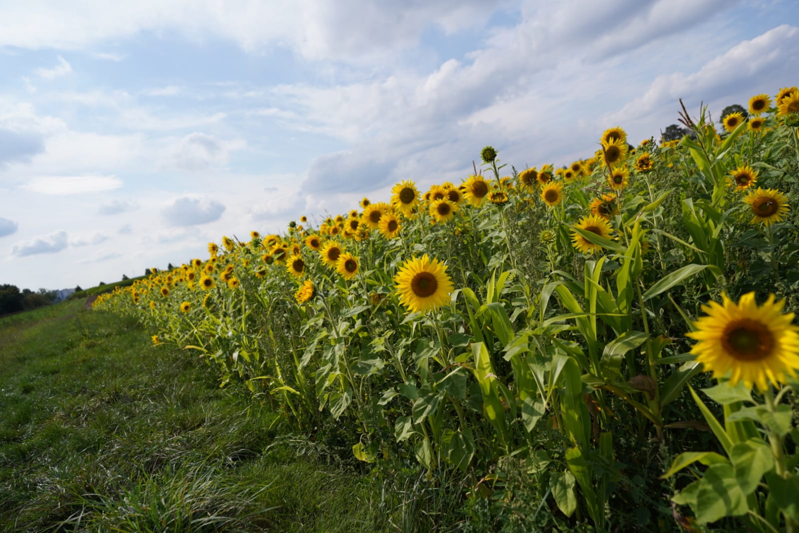 Feld mit blühenden Sonnenblumen
