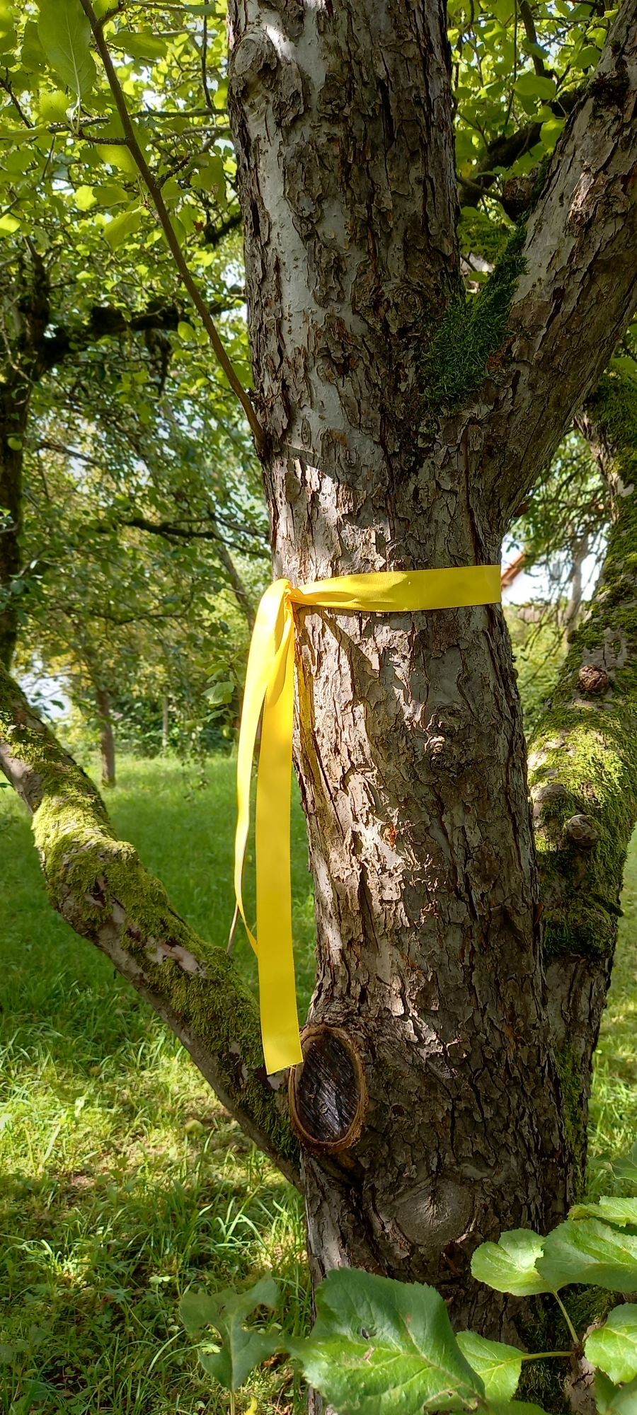 Gelbes Band um Baumstamm