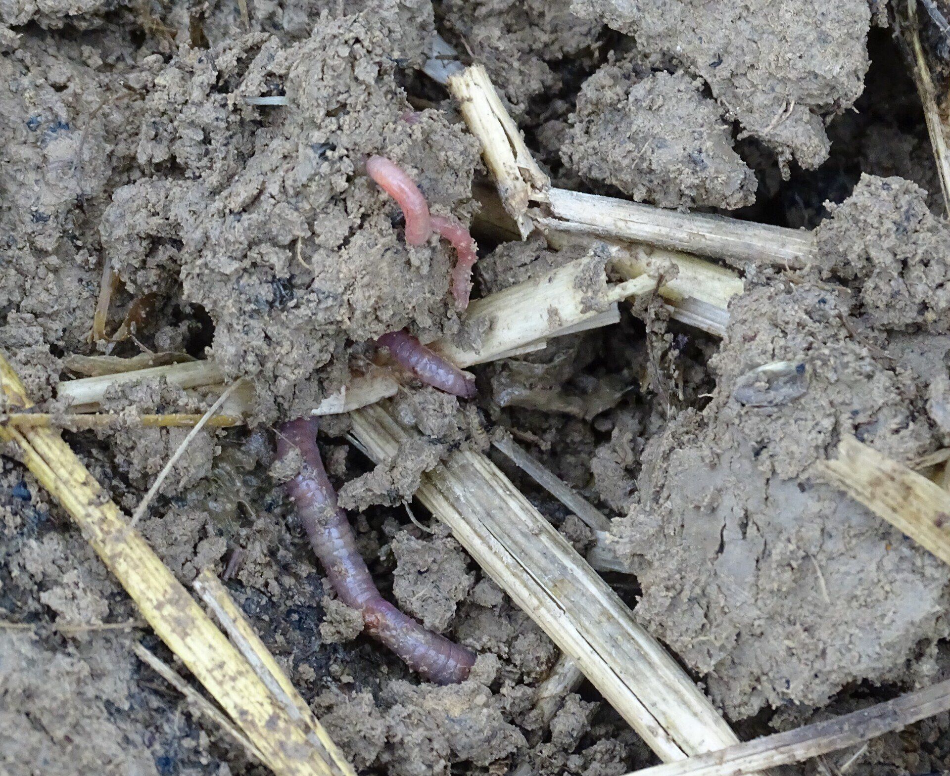 Regenwürmer auf Ackerboden mit Stroh