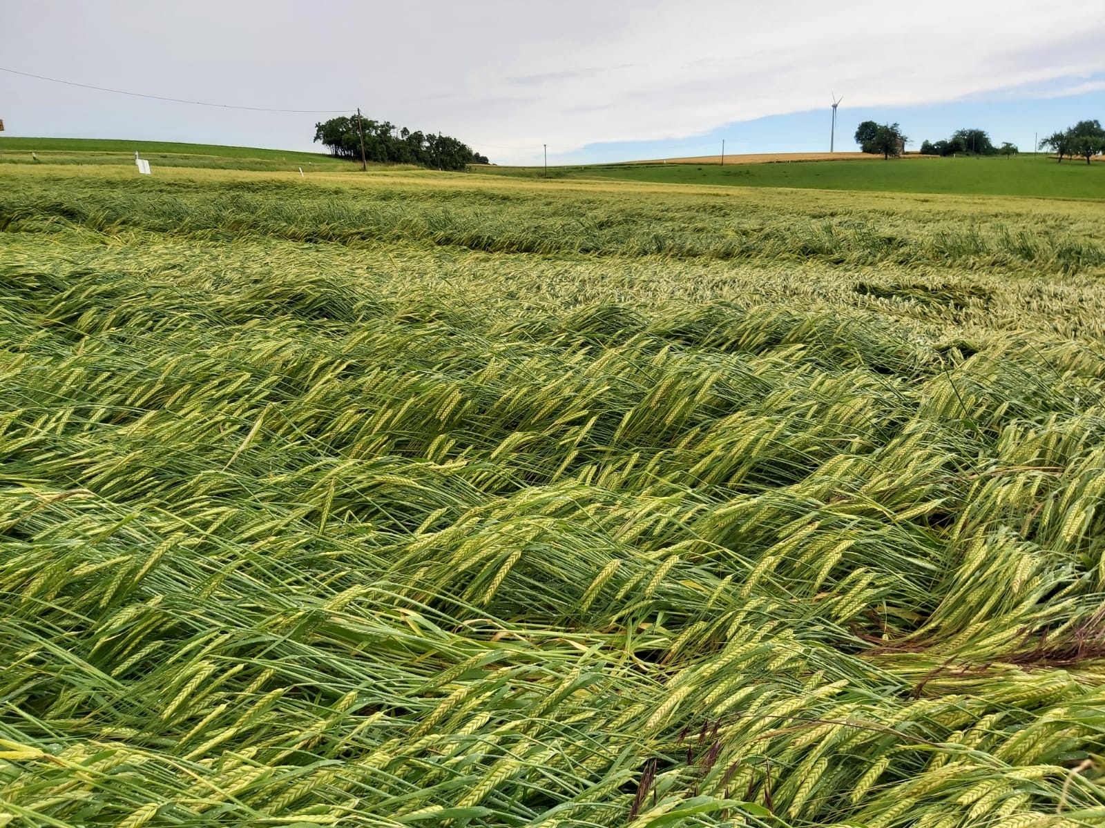 Sommergerste wurde von Wind und Regen niedergedrückt