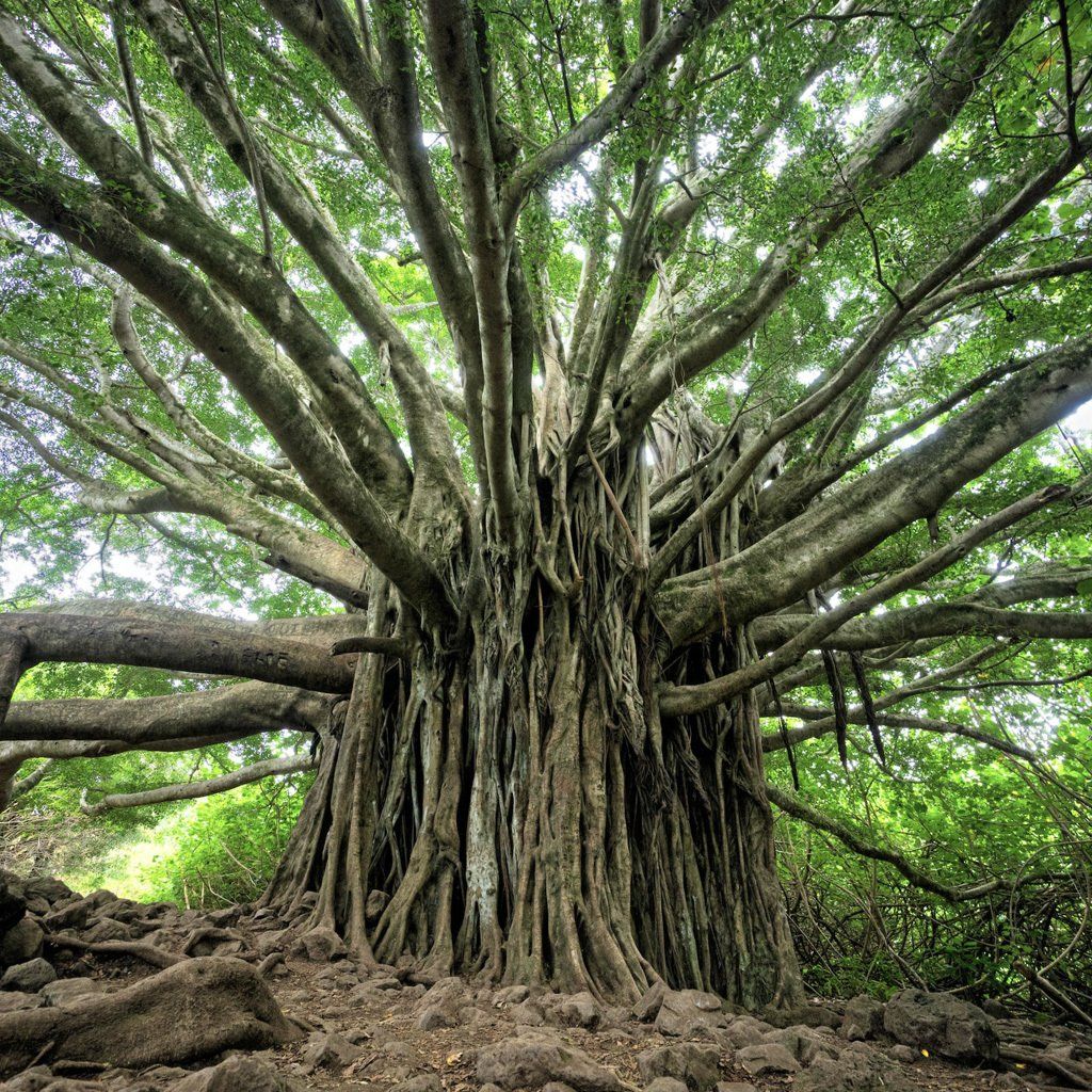 Photo by Brandon Green on Unsplash Systemische Therapie, Stellung in der Familie, Zwischenmenschliche Beziehung