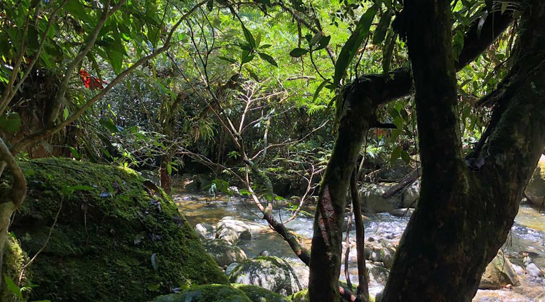 Bild vom Urwald