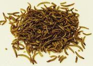 - getrocknete Mehlwürmer -