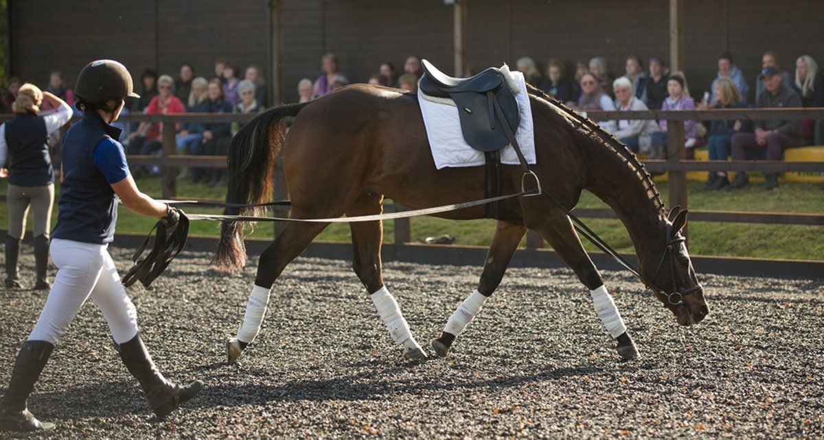 Moorcroft Equine Rehabilitation Centre - Long Reining