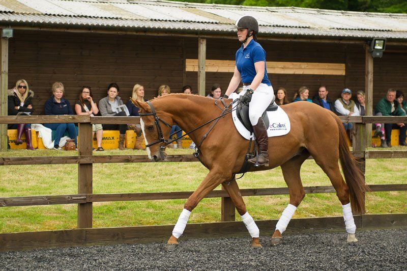 Chestnut Ex-Racehorse - Moorcroft Equine Rehabilitation Centre