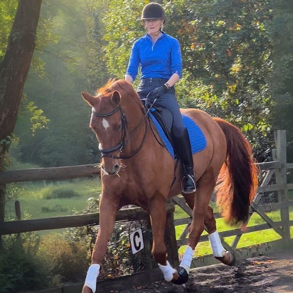 Moorcroft Equine Welfare Centre - exr-acehorse at show