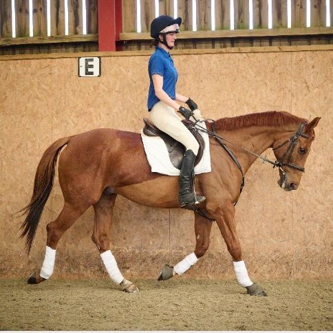 Moorcroft Equine Rehabilitation Centre - riding chestnut ex-racehorse