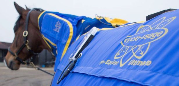 Kate Akers Massaging Horse