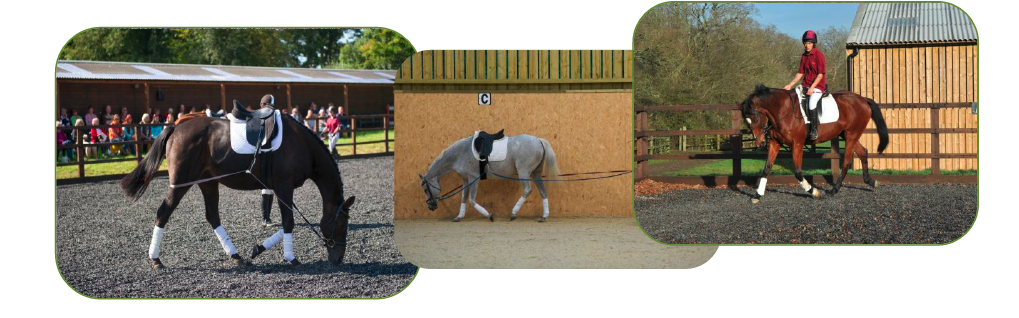 Horses long reining stretching photos at Moorcroft Equine Rehabilitation Centre