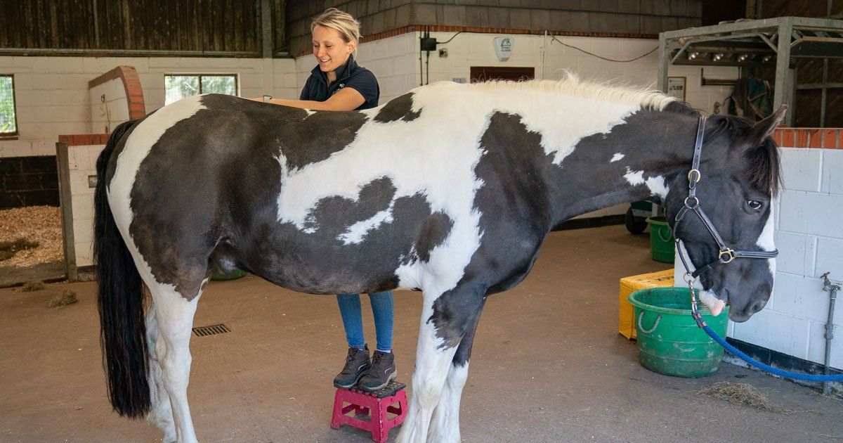 Kate Akers Massaging Horse
