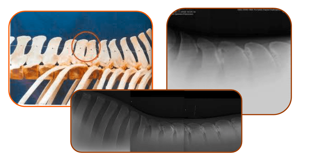 Equine Kissing Spines X-Rays Equine Kissing Spines X-Ray