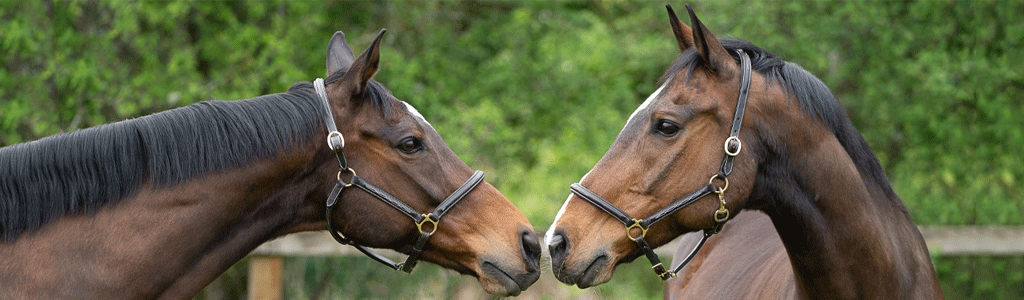 Moorcroft Equine Rehabilitation Team