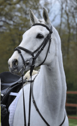 Grey Horse - Moorcroft Equine Racehorse Welfare Centre