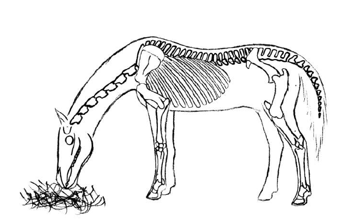 Horses skeleton feeding from the ground