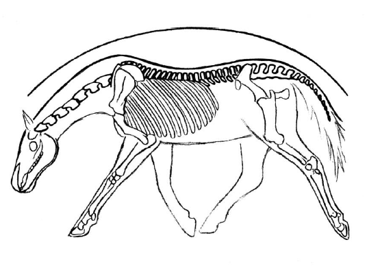 Horses skeleton stretching down