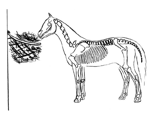 Horses skeleton feeding from haynet