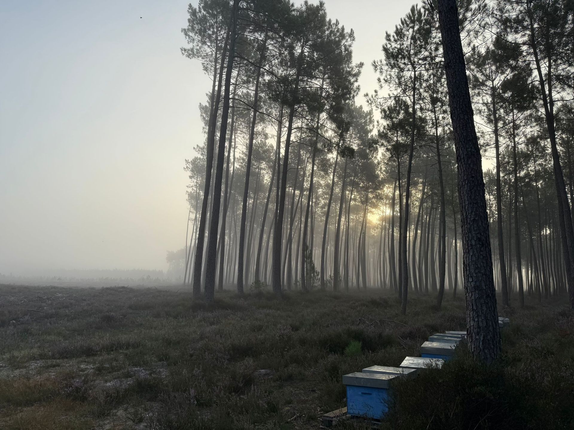 les Landes
