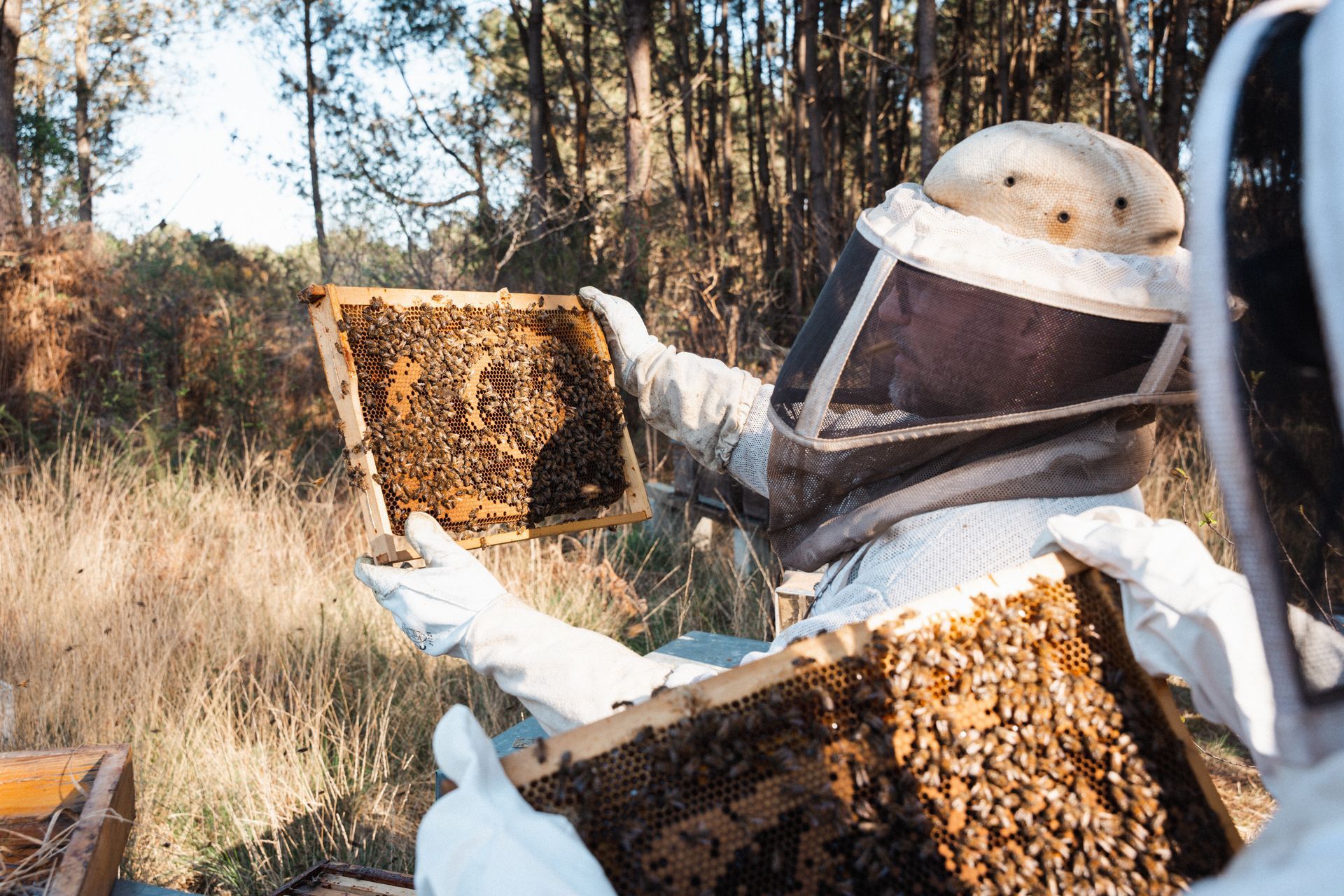 Crémeux de Miel Apiculteur