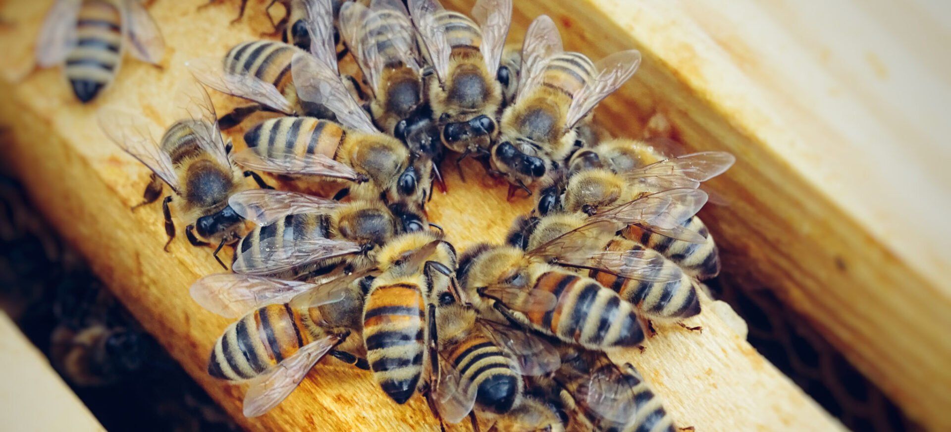 Animation pédagogique apiculture
