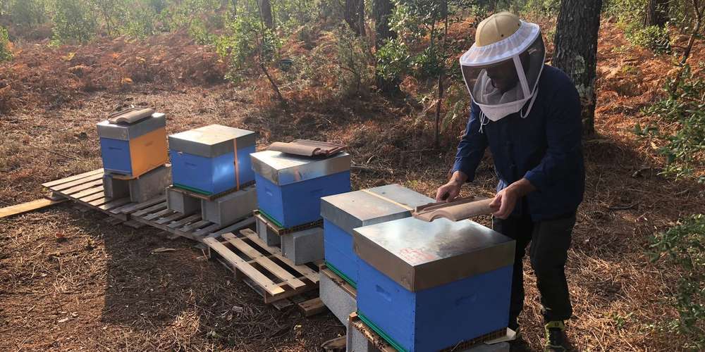 Apis Mellona au chevet des abeilles