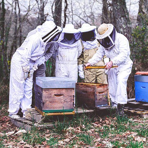 Ateliers découverte apiculture