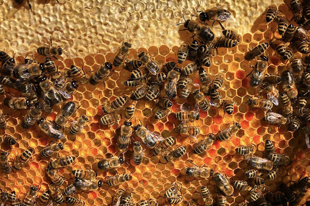 Le pollen