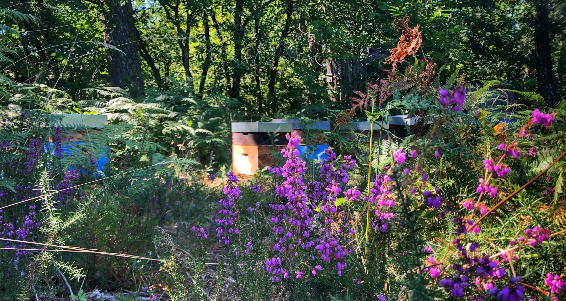 Les abeilles et leurs environnements