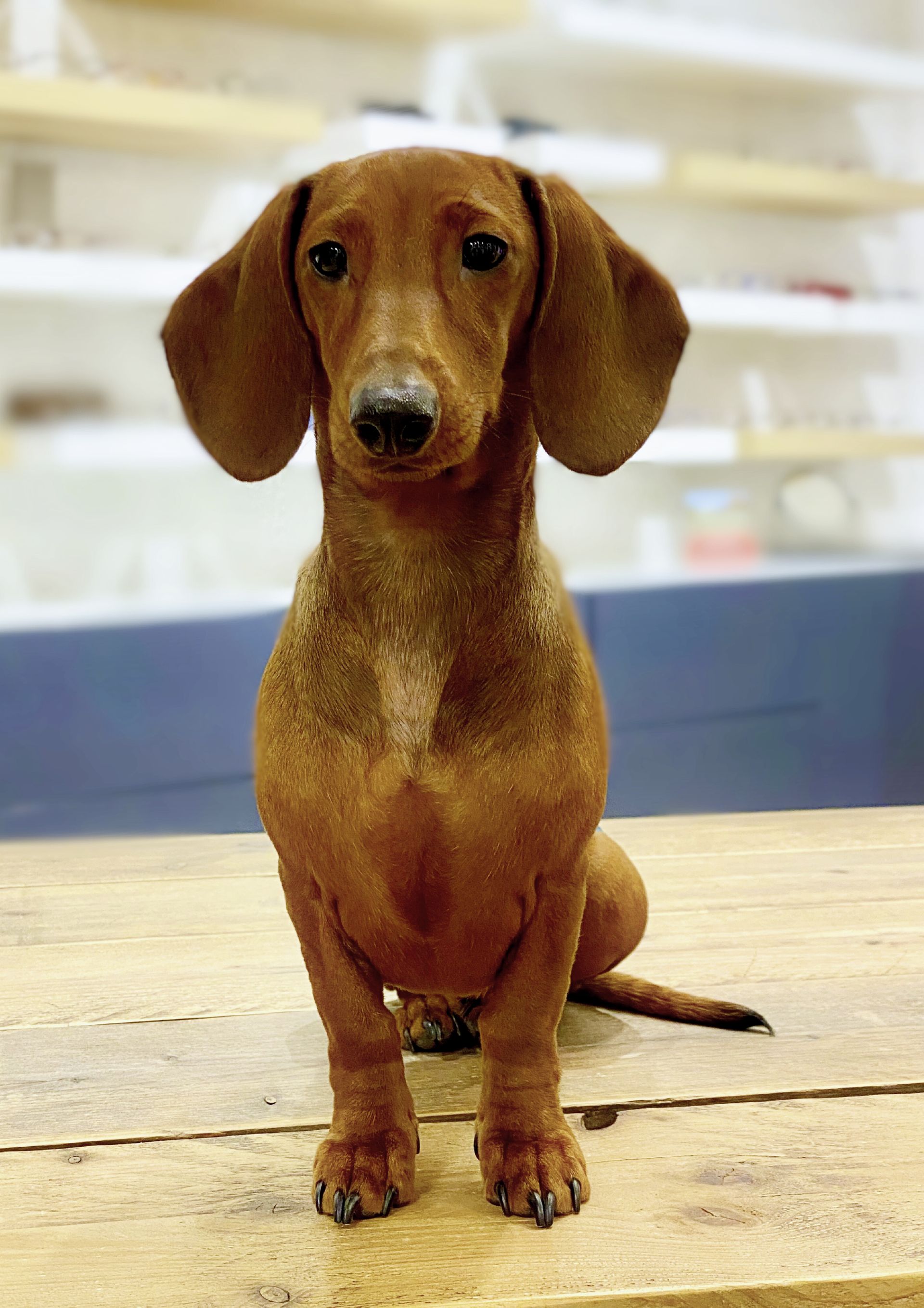 Wachhund Wilma
