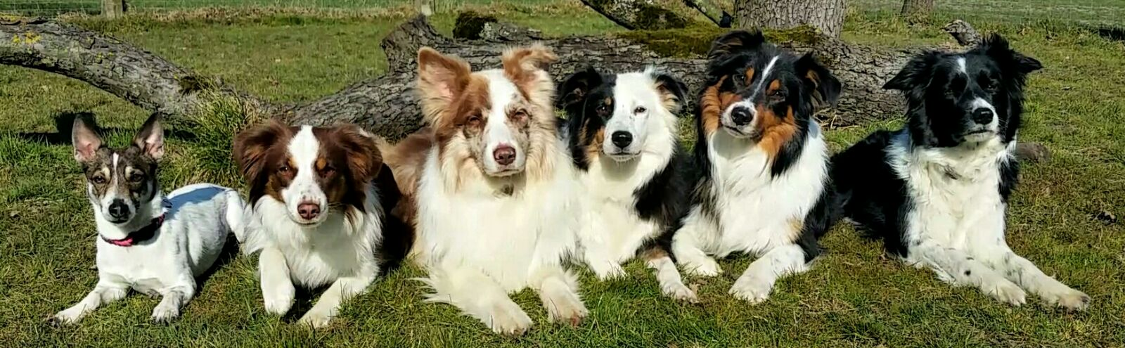 Hunde