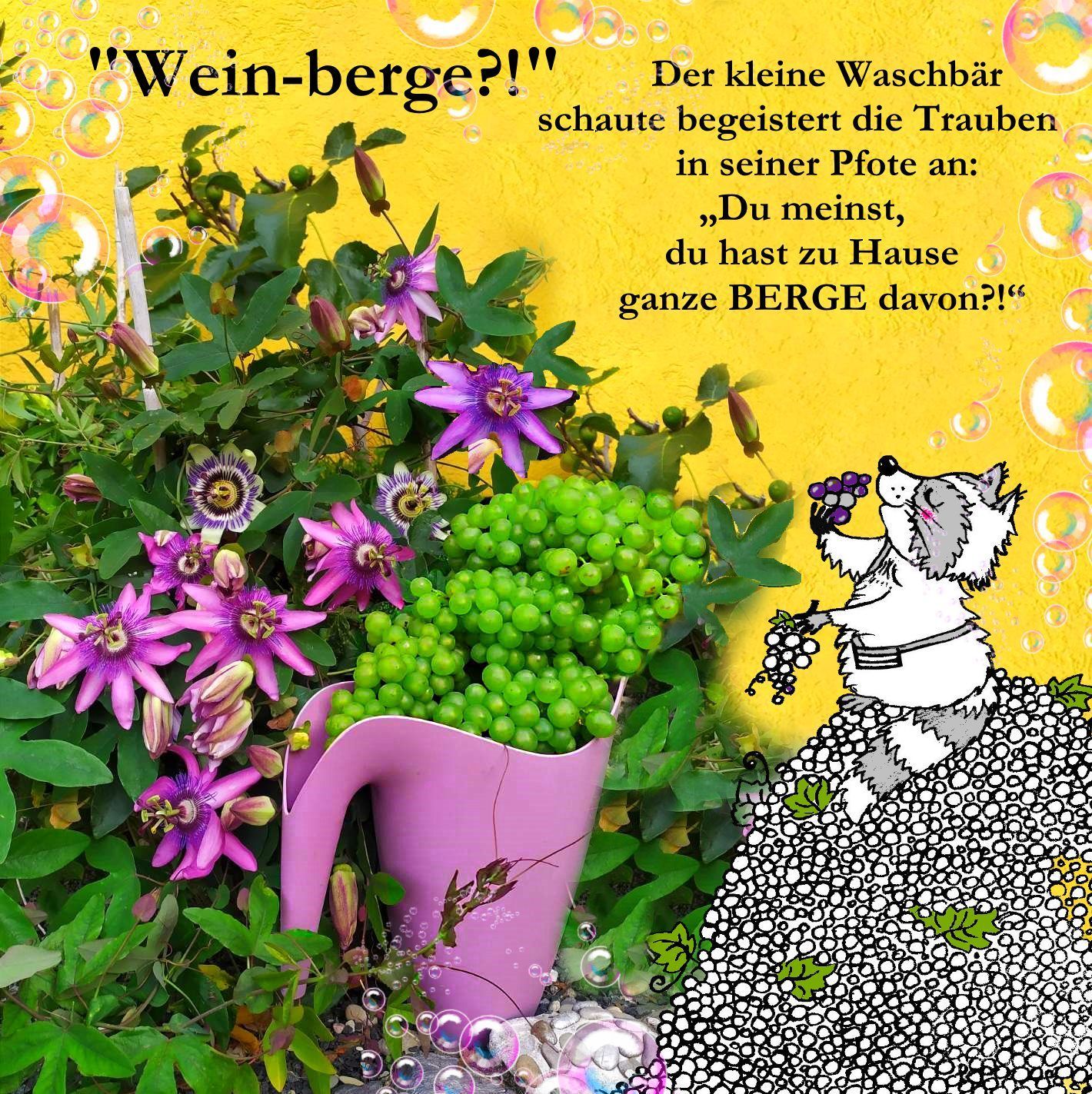 Passiflora und Weintrauben im Garten mit einem niedlichen Waschbären