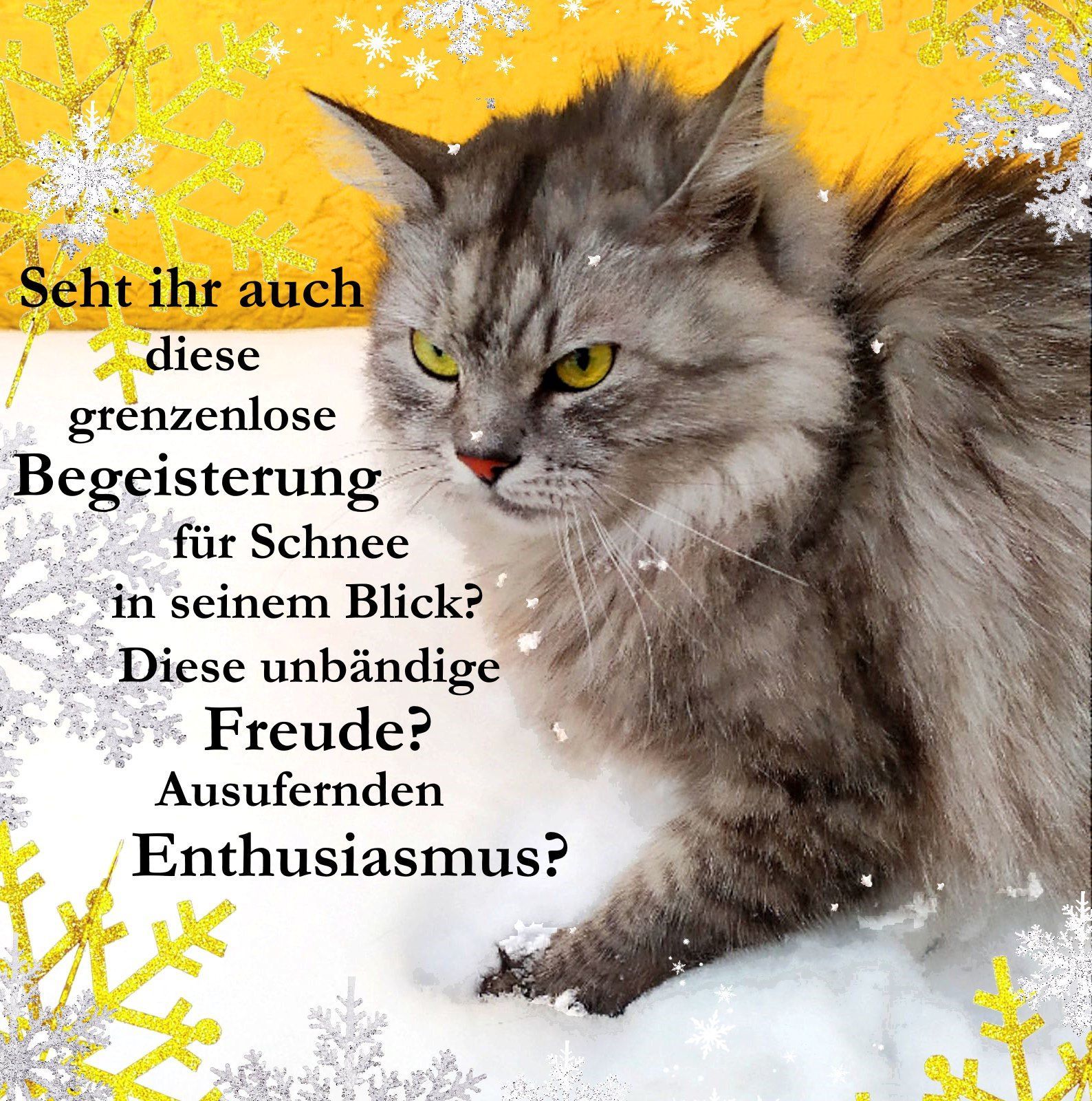 Katzen, süss, Schnee, lustig, niedlich, Der Archivar von Mila Bagrat, Fantasy