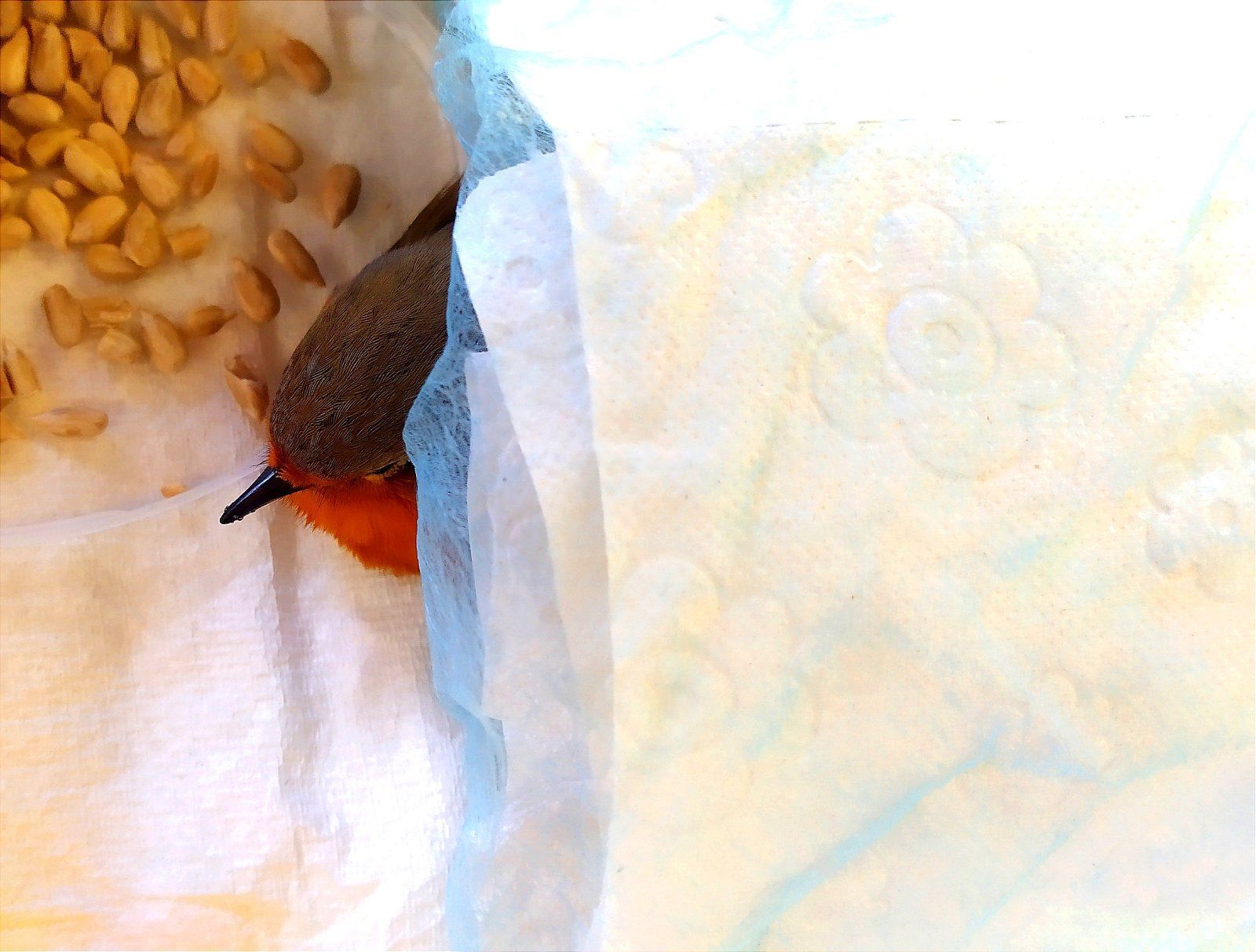 Rotkehlchen, verletzt aufgefunden, Schuhbox