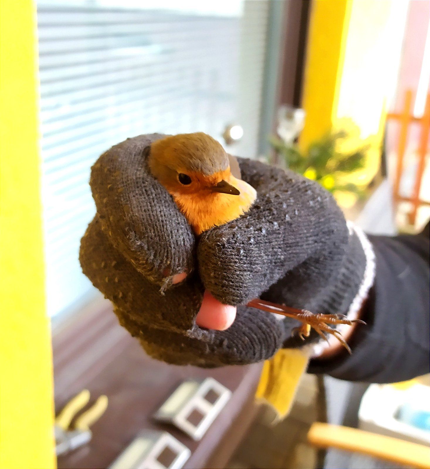 Rotkehlchen, im Garten gefunden, Pflege, ierliebe